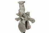 Fossil Phytosaur Vertebra With Metal Stand - Arizona #242298-5